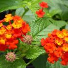 شاهپسند درختچه ای 12