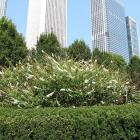 بودلیا ( دم موشی ) 16