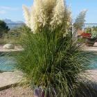 پامپاس گراس 16