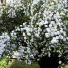 گل اسپیره (سفید) 10