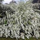 گل اسپیره (سفید) 15