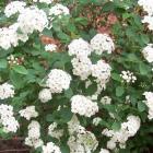 گل اسپیره (سفید) 18