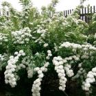 گل اسپیره (سفید) 19