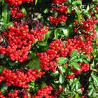 گیاه پیراکانتا 4