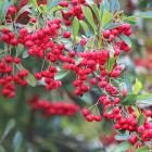 گیاه پیراکانتا 6