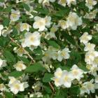 گیاه نرگس درختی 5