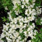 گل نرگس درختی 10