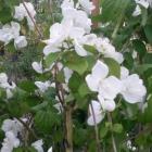 گل نرگس درختی 11