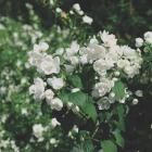 گل نرگس درختی 16