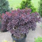 درختچه پر 13