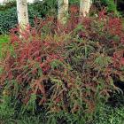 گیاه شیرخشت 3