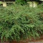 گیاه شیرخشت 5