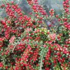 گیاه شیرخشت 19