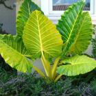 گیاه باباآدم (فیلگوش) 10