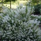 درختچه دوت سیا 1