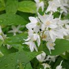 درختچه دوت سیا 2