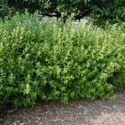 درختچه دوت سیا 3