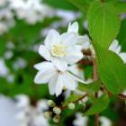 درختچه دوت سیا 4