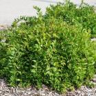 درختچه دوت سیا 6