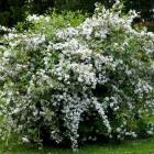 درختچه دوت سیا 7