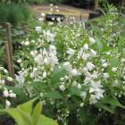 درختچه دوت سیا 13