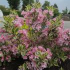 گل وایگلیا 1