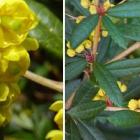 بربریس سبز 10