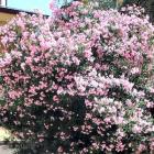 گل خرزهره 10