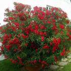 گل خرزهره 13