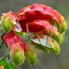 گل میگو ( مشعلی ) 3