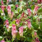 گل میگو ( مشعلی ) 7