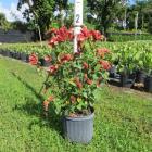 گل میگو ( مشعلی ) 9