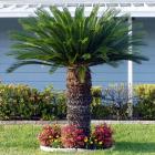 نخل سیکاس 10