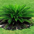 نخل سیکاس 12