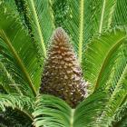 نخل سیکاس 15