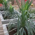 یوکا بیرونی 1