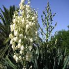 یوکا بیرونی 9