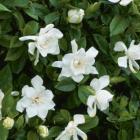 گل گاردنیا 2