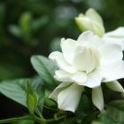 گل گاردنیا 8