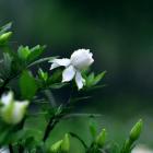 گل گاردنیا 9