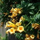 گیاه پیچ اناری 3