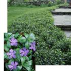 پیچ تلگرافی ( وینکا ) 5