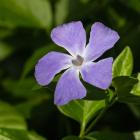 پیچ تلگرافی ( وینکا ) 14