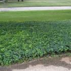 پیچ تلگرافی ( وینکا ) 15