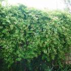 پیچک امین الدوله 1