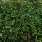 گل پیچک ساعتی 8