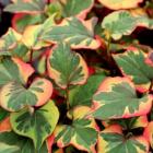 گیاه هوتانیا 5