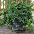 گیاه پمیلا ( انجیر چسب ) 1