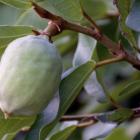 گیاه پمیلا ( انجیر چسب ) 13