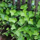 گیاه پاپیتال 6